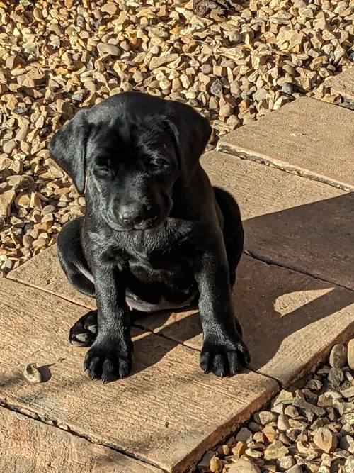 All sold. Exceptional K C registered labrador pups for sale in Scalford, Leicestershire - Image 1