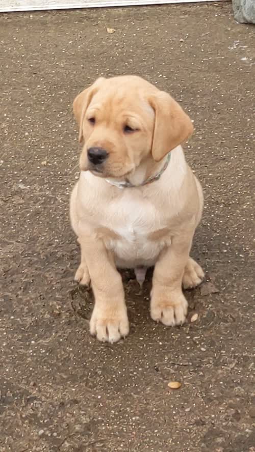 All sold. Exceptional K C registered labrador pups for sale in Scalford, Leicestershire