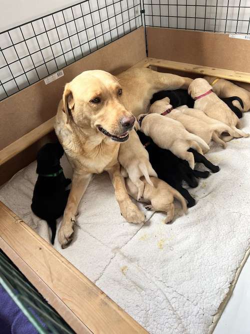 Exceptional KC, extensively health checked confident Labrador puppies for sale in Colwyn Bay/Bae Colwyn, Conwy