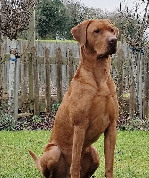 Exceptional KC Fox Red Labrador Puppies for sale in Oxfordshire