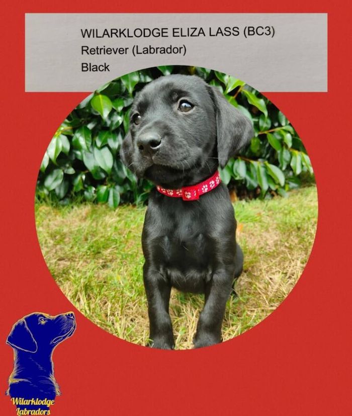 Labrador Retriever puppies for sale in Lampeter / Llanbedr Pont Steffan, Dyfed – KC registered, 3 months old