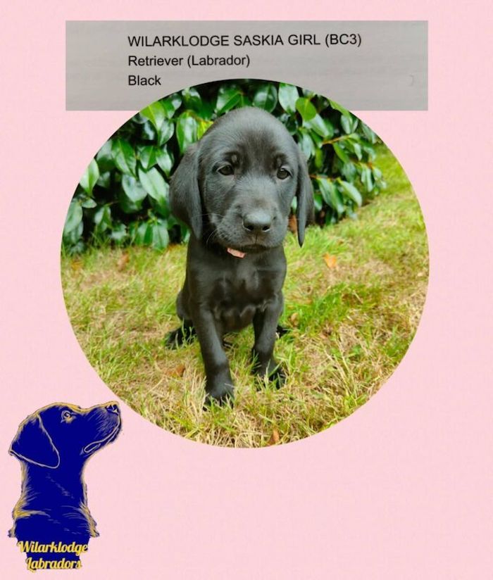 Labrador Retriever puppies for sale in Lampeter / Llanbedr Pont Steffan, Dyfed – KC registered, 6 months old - Image 4 of 7
