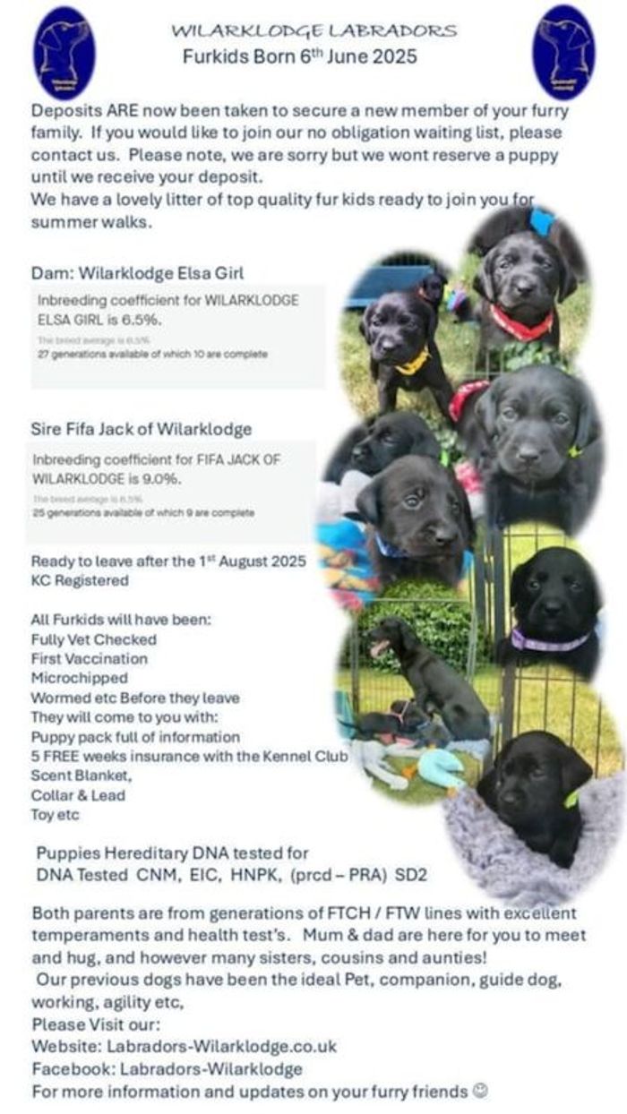 Labrador Retriever puppies for sale in Lampeter / Llanbedr Pont Steffan, Dyfed – KC registered, 6 months old - Image 5 of 7