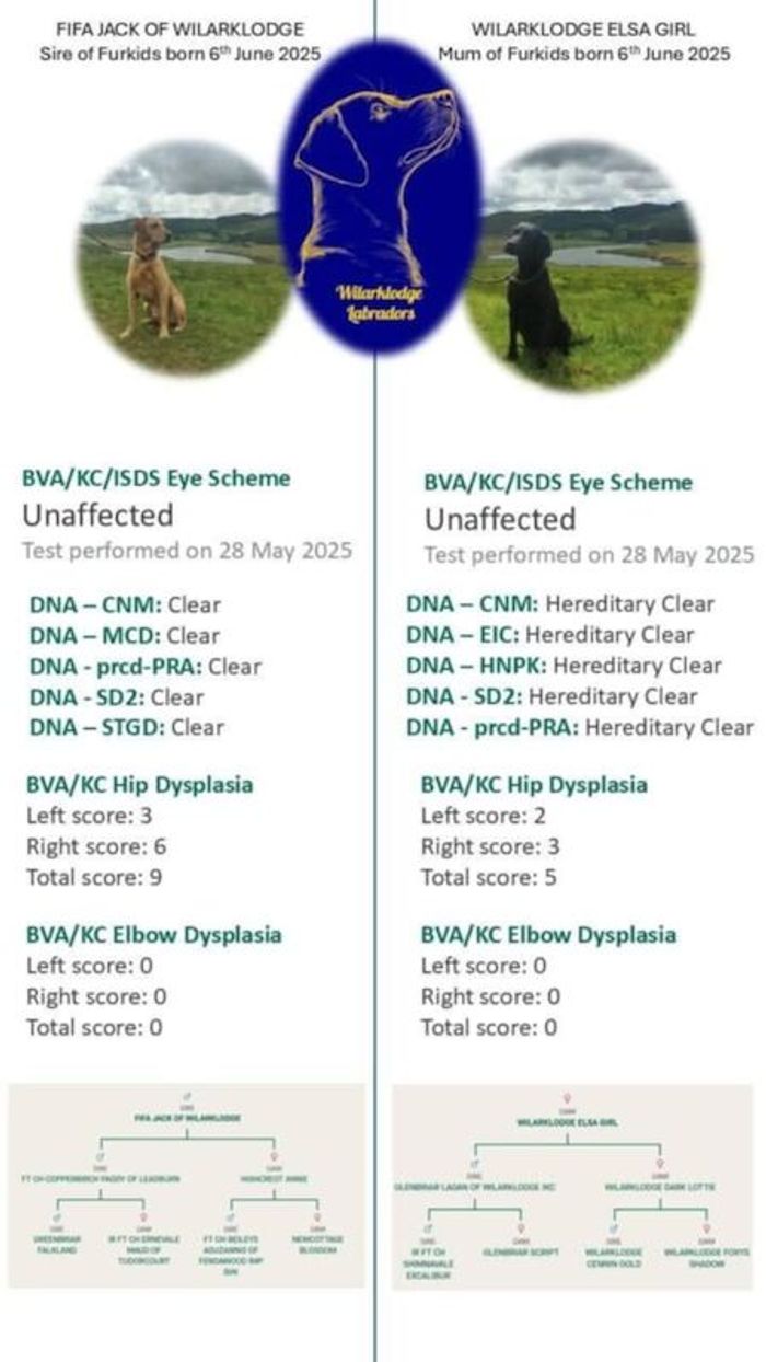 Labrador Retriever puppies for sale in Lampeter / Llanbedr Pont Steffan, Dyfed – KC registered, 6 months old - Image 7 of 7