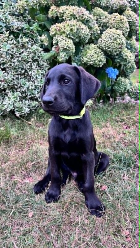 Exceptional KC FTCH Puppies, carefully and selectively bred with versatility in mind