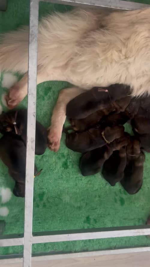 Exceptional KC Registered, Czech Line German Shepherd Puppies for sale in Arnold, Nottinghamshire