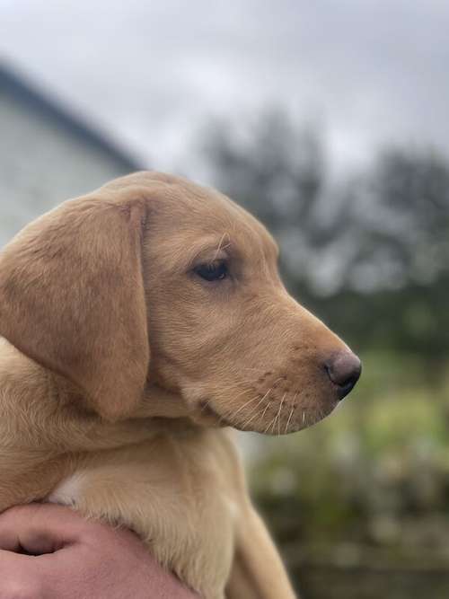Exceptional KC Registered Labrador Puppies for sale in North Yorkshire