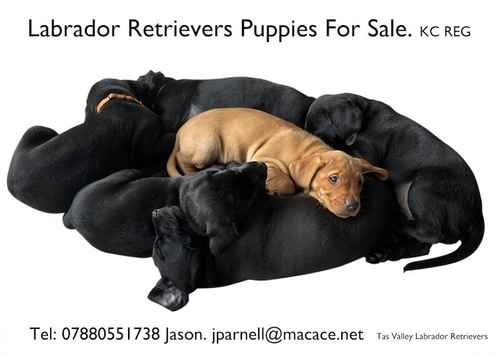 Exceptional KC registered Puppies for sale in Stoke Holy Cross, Norfolk