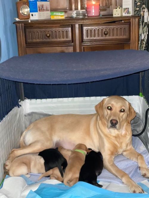 Exceptional KC Yellow and Black Puppies for Sale in Mold / Yr Wyddgrug, Clwyd