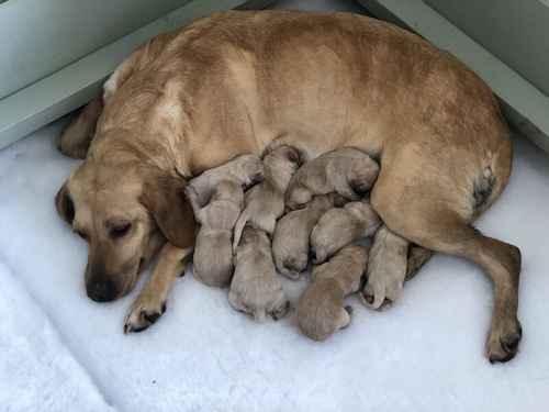 Exceptional Labrador puppies for sale in Wixford, Warwickshire