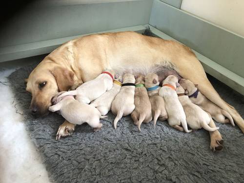 Exceptional Labrador puppies for sale in Wixford, Warwickshire - Image 3