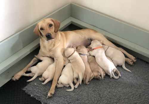 Exceptional Labrador puppies for sale in Wixford, Warwickshire