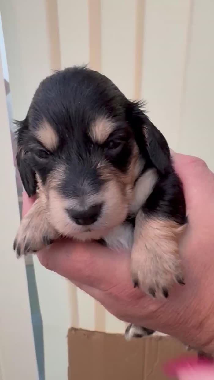 Dachshund puppies for sale in Torquay, Devon – KC registered, 3 weeks old