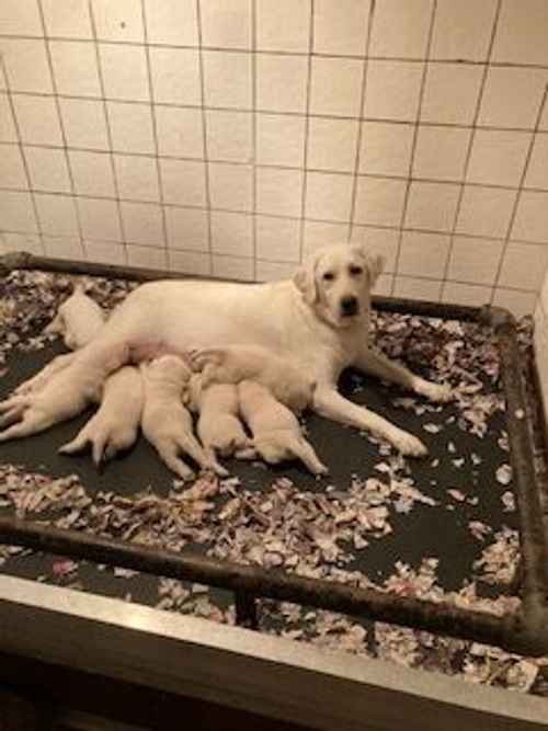 Exceptional Litter of White Lab Puppies for sale in Muswell Hill, Haringey, Greater London