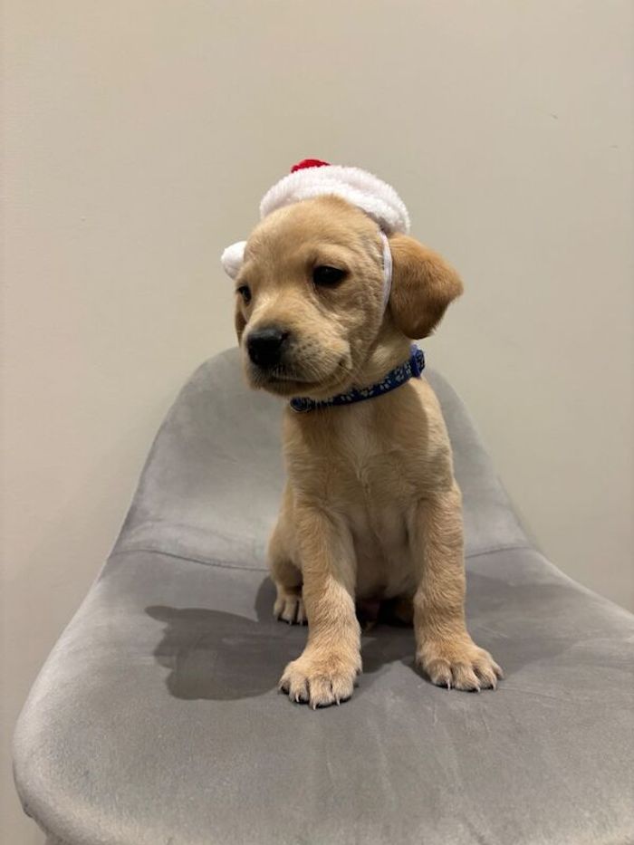 Labrador Retriever puppies for sale in Wraysbury, Berkshire – KC registered, 6 weeks old