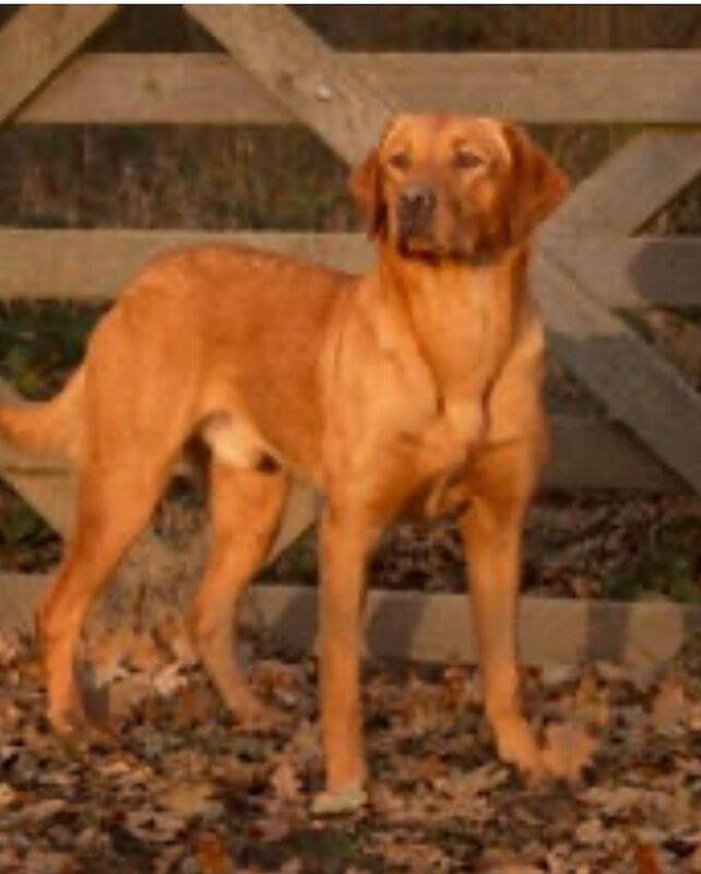 Exceptional red fox Labrador KC reestered