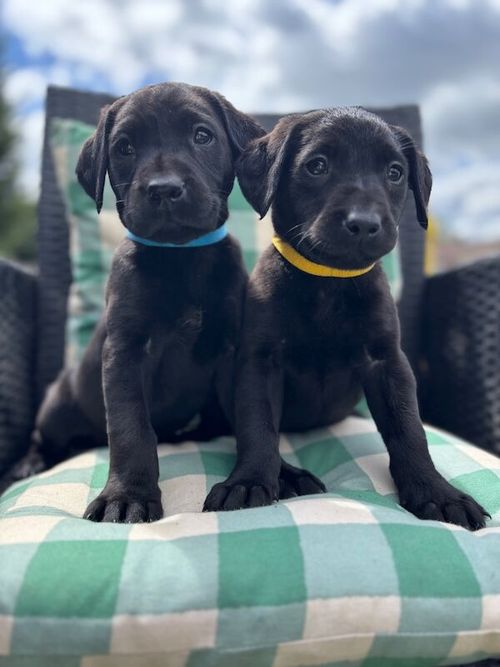 Exceptional working Labrador puppies for sale in Wraysbury, Berkshire