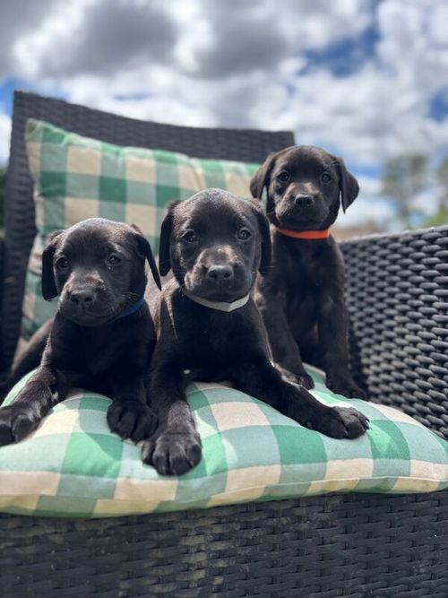 Exceptional working Labrador puppies for sale in Wraysbury, Berkshire