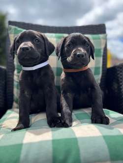 Exceptional working Labrador puppies for sale in Wraysbury, Berkshire | Image 2