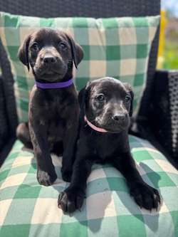 Exceptional working Labrador puppies for sale in Wraysbury, Berkshire | Image 4