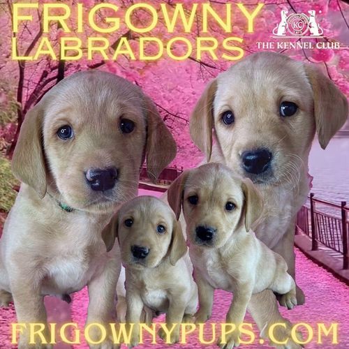 Exceptional Yellow Labrador Litter for sale in Market Rasen, Lincolnshire