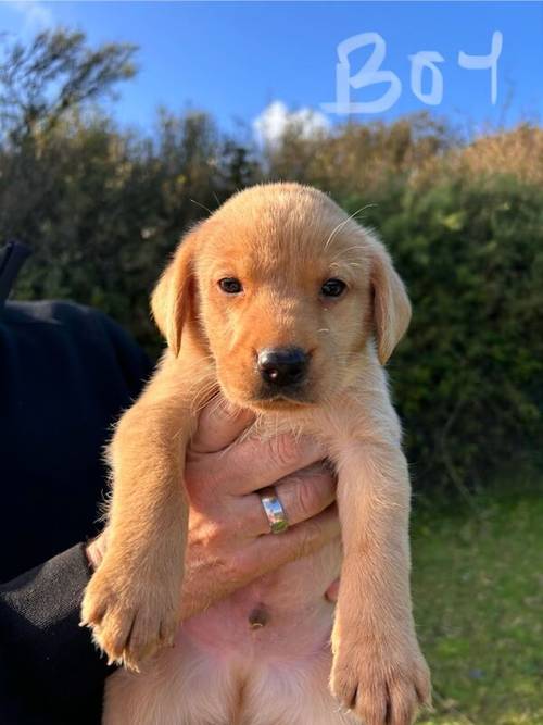 1 Boy & 1 Girl Left Exceptionally Well Bred for sale in Gaerwen, Isle of Anglesey - Image 1