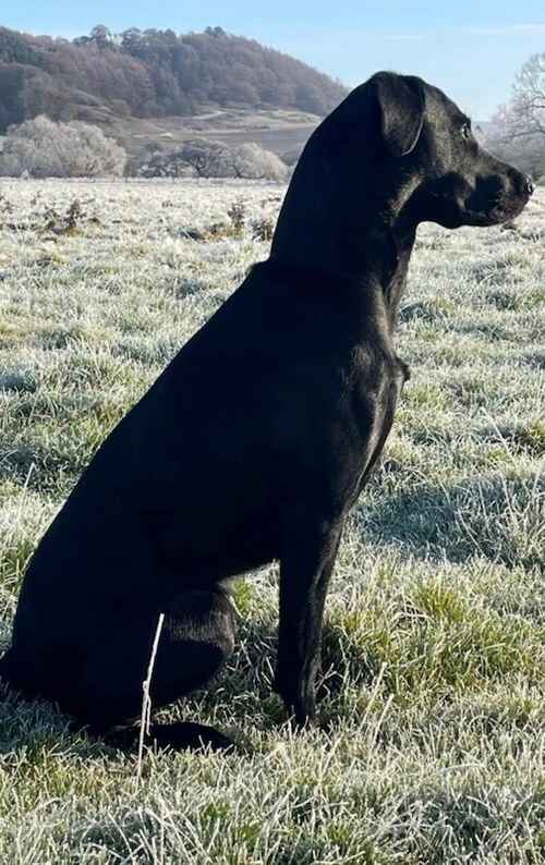 Exceptionally well-bred KC-registered Labrador puppies  for sale in Ludlow, Shropshire