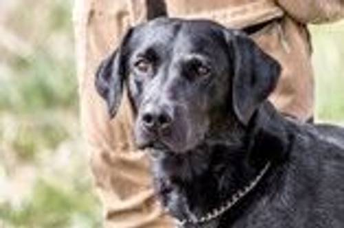 Exceptionally well-bred KC-registered Labrador puppies  for sale in Ludlow, Shropshire - Image 2