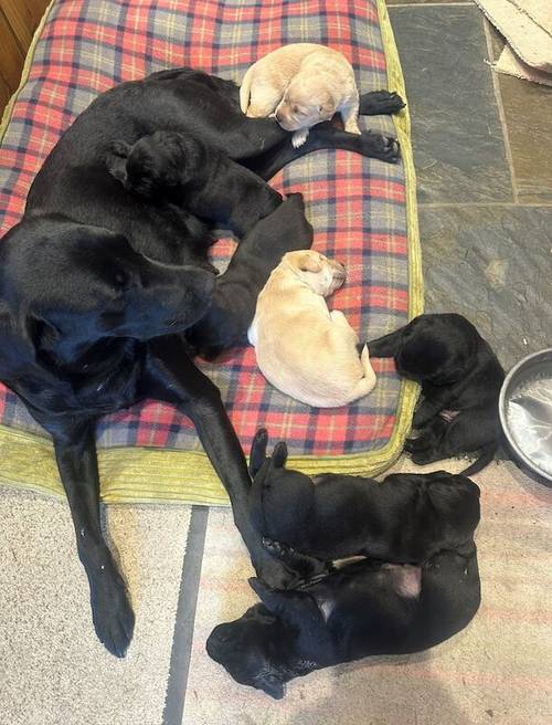 Exceptionally well-bred KC-registered Labrador puppies  for sale in Ludlow, Shropshire - Image 3