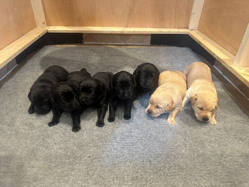 Exceptionally well-bred KC-registered Labrador puppies  for sale in Ludlow, Shropshire - Image 4