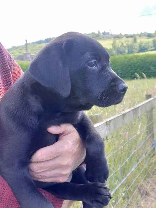 Exceptionally Well bred labrador pups for sale in Girvan, South Ayrshire