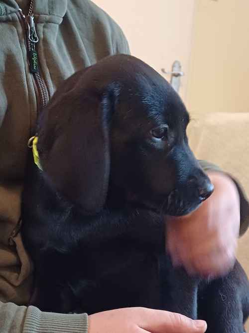 Exceptionally Well bred labrador pups for sale in Girvan, South Ayrshire
