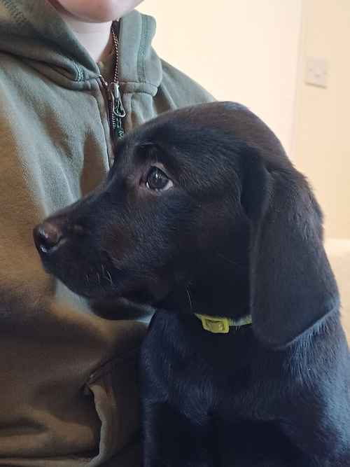 Exceptionally Well bred labrador pups for sale in Girvan, South Ayrshire