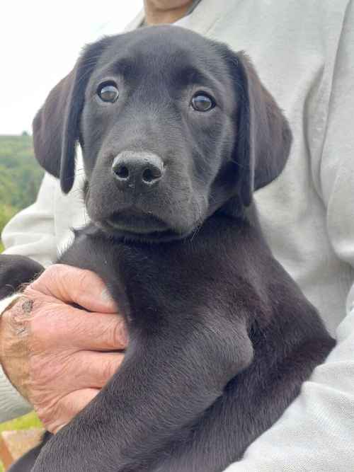 Exceptionally Well bred labrador pups for sale in Girvan, South Ayrshire