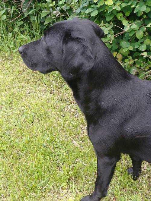 Exceptionally Well bred labrador pups for sale in Girvan, South Ayrshire - Image 6