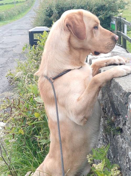 Exceptionally Well bred labrador pups for sale in Girvan, South Ayrshire - Image 9