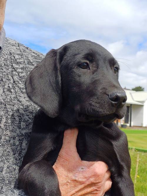Exceptionally Well bred labrador pups for sale in Girvan, South Ayrshire - Image 13