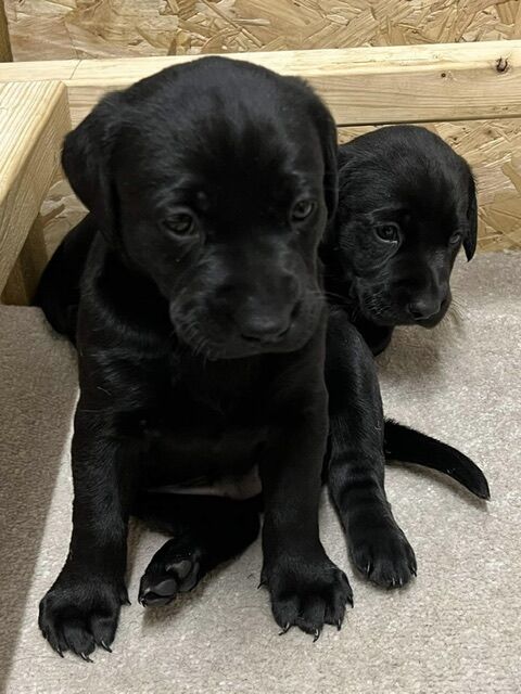 Black labrador hot sale puppies rescue