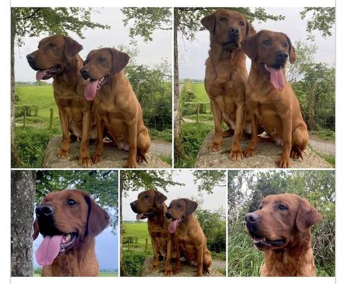 EXEMPLARY TESTED FOX RED LAB PUPS DUE IN AUG-KC -DNA-HIPS ELBOW -EYES . SYKEHEAD HAVE BEEN VOTED MOST TRUSTED LAB BREEDER-CUMBRIA FOR 2024 for sale in Carlisle, Cumbria - Image 3