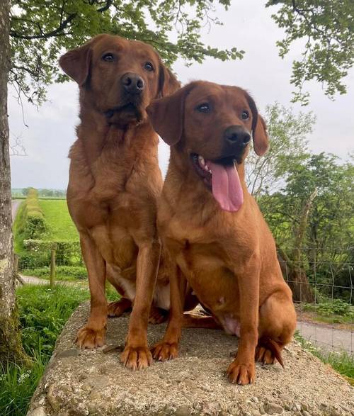 EXEMPLARY TESTED FOX RED LAB PUPS HAVE ARRIVED -KC -DNA-HIPS ELBOW -EYES . SYKEHEAD HAVE BEEN VOTED MOST TRUSTED LAB BREEDER-CUMBRIA FOR 2024 for sale in Carlisle, Cumbria - Image 4