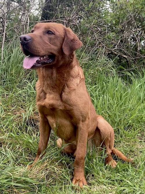 EXEMPLARY HEALTH TESTED FOX RED LABRADOR PUPPIES DUE IN MAY-WAITING LIST OPEN -KC REG-DNA-HIPS ELBOW -EYES-COMPREHENSIVE VET CHECK & VACCINATED for sale in Carlisle, Cumbria - Image 3