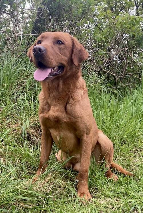 EXEMPLARY HEALTH TESTED FOX RED LABRADOR PUPPIES DUE IN MAY-WAITING LIST OPEN -KC REG-DNA-HIPS ELBOW -EYES-COMPREHENSIVE VET CHECK & VACCINATED for sale in Carlisle, Cumbria - Image 4
