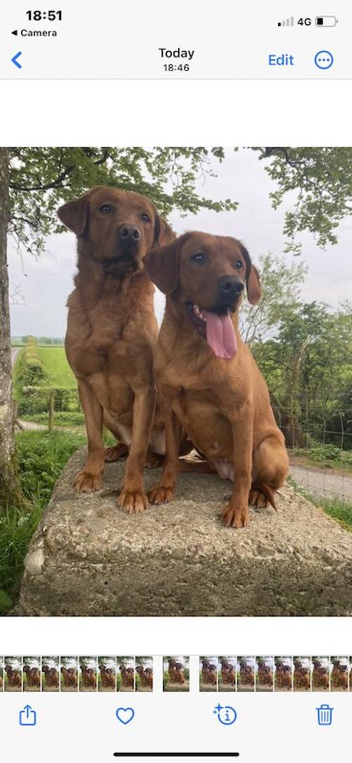 EXEMPLARY TESTED FOX RED LAB PUPS DUE IN AUG-KC -DNA-HIPS ELBOW -EYES . SYKEHEAD HAVE BEEN VOTED MOST TRUSTED LAB BREEDER-CUMBRIA FOR 2024 for sale in Carlisle, Cumbria - Image 8