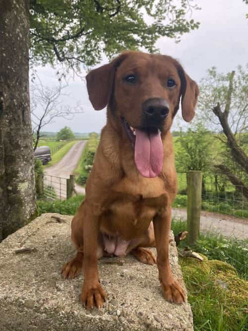 EXEMPLARY TESTED FOX RED LAB PUPS HAVE ARRIVED -KC -DNA-HIPS ELBOW -EYES . SYKEHEAD HAVE BEEN VOTED MOST TRUSTED LAB BREEDER-CUMBRIA FOR 2024 for sale in Carlisle, Cumbria - Image 12