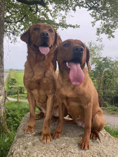 EXEMPLARY TESTED FOX RED LAB PUPS HAVE ARRIVED -KC -DNA-HIPS ELBOW -EYES . SYKEHEAD HAVE BEEN VOTED MOST TRUSTED LAB BREEDER-CUMBRIA FOR 2024 for sale in Carlisle, Cumbria - Image 11