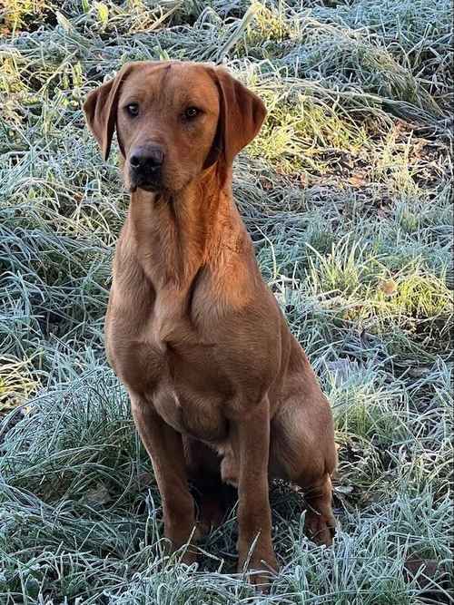 EXTENSIVELY HEALTH TESTED FOX RED LABRADOR AT STUD for sale in Petworth, West Sussex