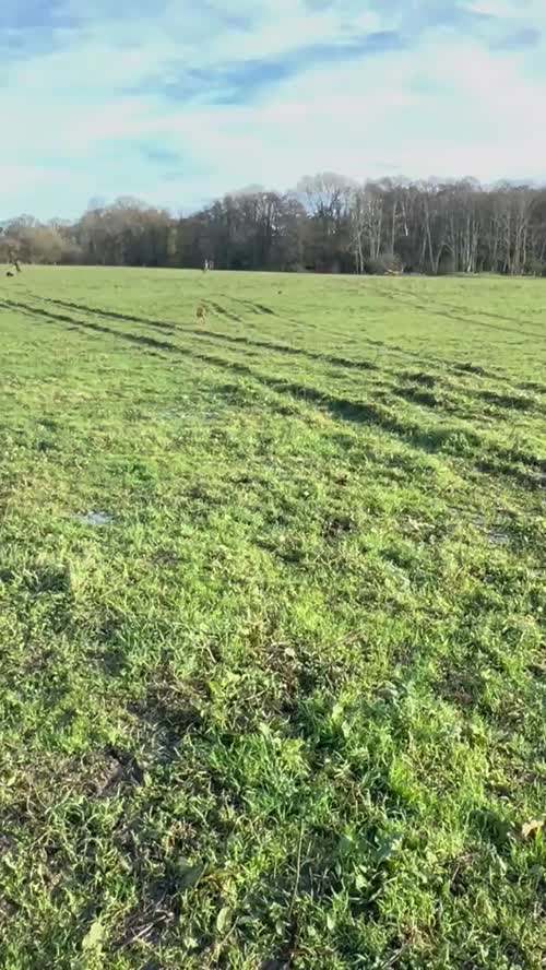 EXTENSIVELY HEALTH TESTED FOX RED LABRADOR AT STUD for sale in Petworth, West Sussex
