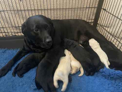 Extensively health tested Goldador puppies for sale in March, Cambridgeshire