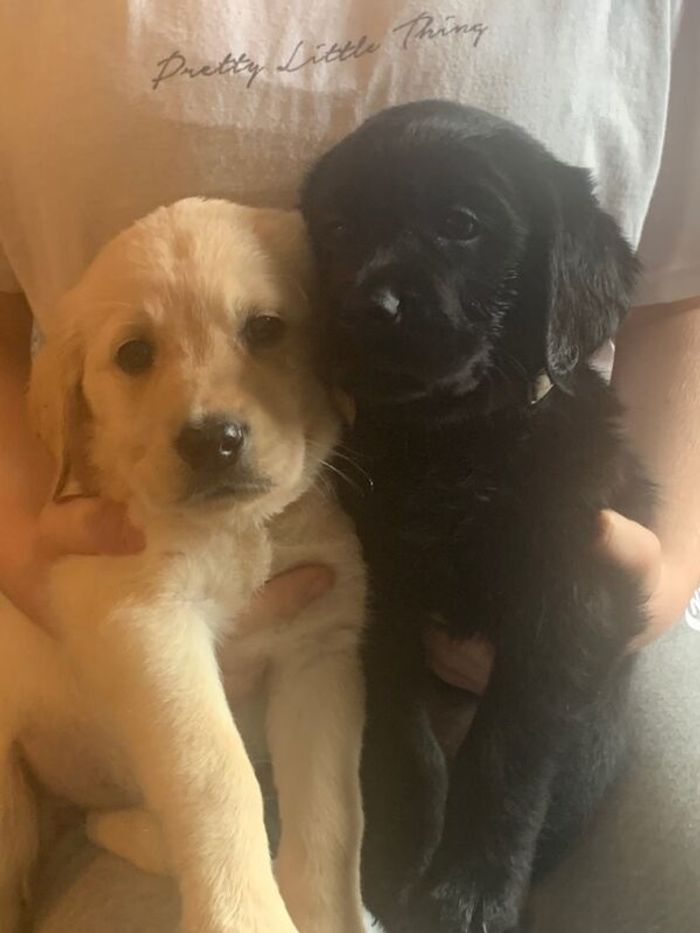 Labrador Retriever puppies for sale in March, Cambridgeshire – a few seconds old - Image 2 of 9