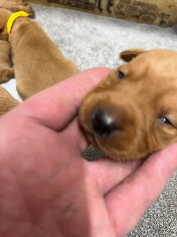 EXTENSIVELY HEALTH TESTED TOP QUALITY FOX RED PUPPIES Labrador